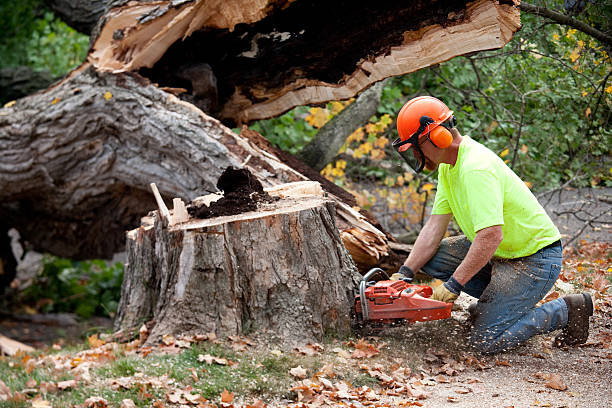 How Our Tree Care Process Works  in San Marcos, TX