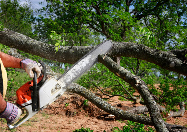 Trusted San Marcos, TX Tree Services Experts